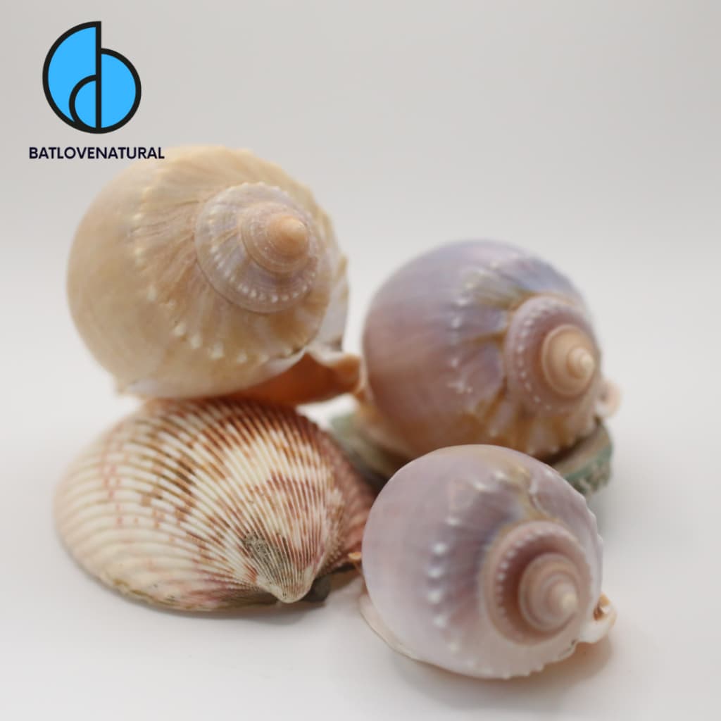 Vỏ ốc Tỏi  - Ốc mượn hồn - Vỏ ốc trang trí nhiều kích thước nhỏ vừa lớn