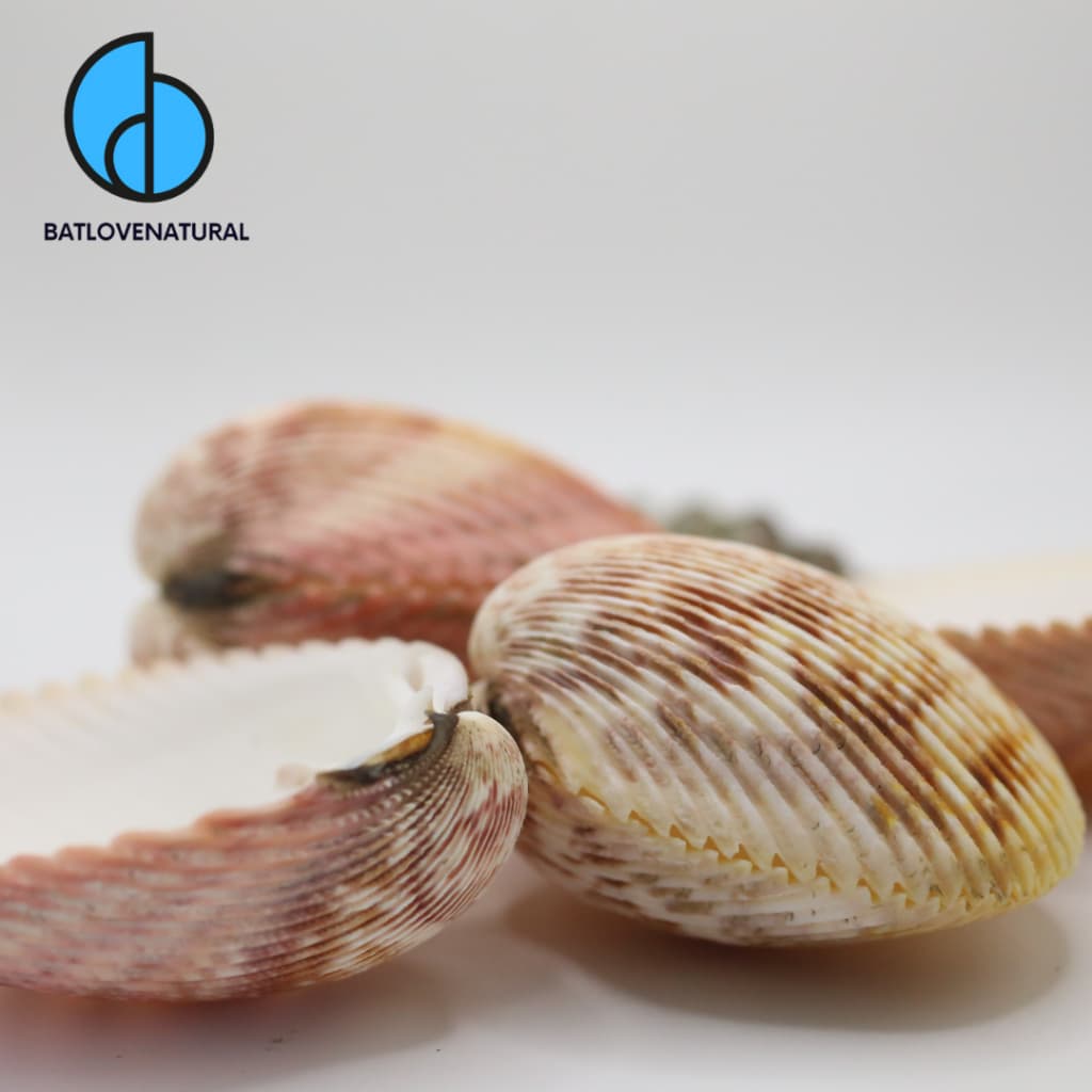 Vỏ Sò Dương - BATLOVENATURAL - Vỏ sò ốc trang trí nhiều kích thước nhỏ vừa lớn