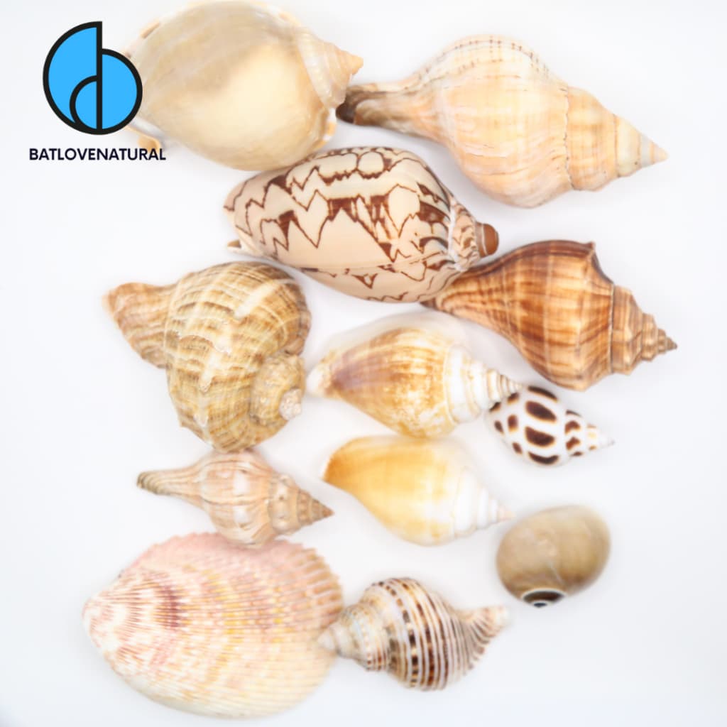 Combo 13 vỏ ốc biển - Combo vỏ ốc mượn hồn - Trang trí nhà cửa nhiều kích thước nhỏ vừa lớn.