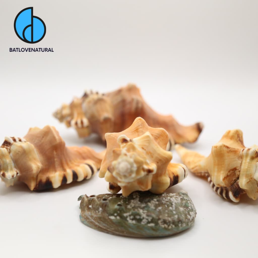 Vỏ ốc Mỏ Két (Cymatium lotorium)- Vỏ ốc trang trí nhiều kích thước nhỏ vừa lớn - Vỏ ốc đẹp