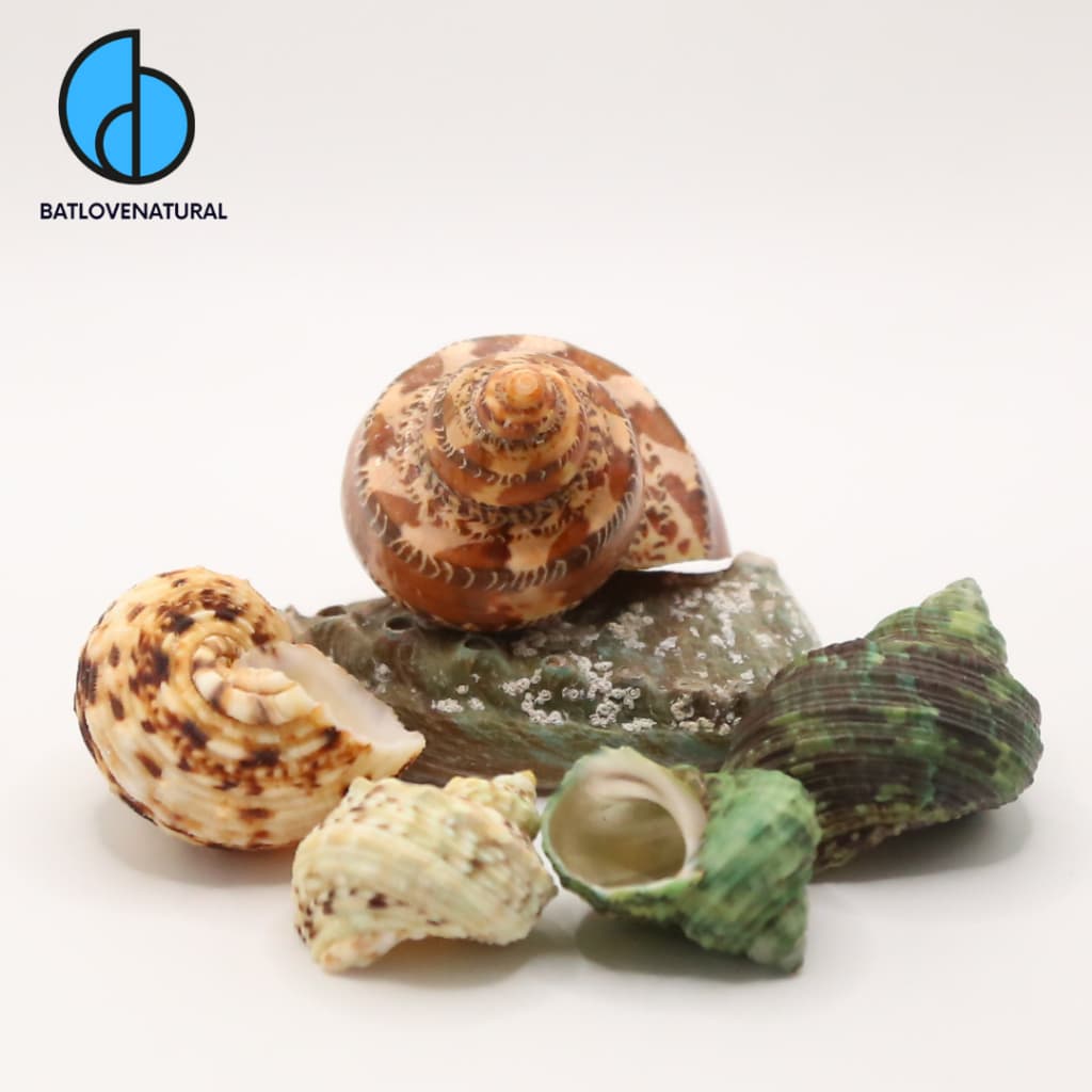 Vỏ ốc Mặt Trăng - Vỏ ốc mượn hồn ( Hermit carb shells) - Vỏ ốc trang trí nhiều kích thước nhỏ vừa lớn