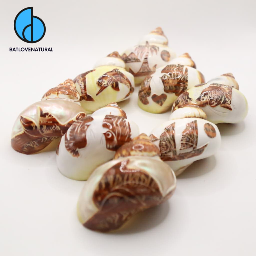 Vỏ ốc Mặt Trăng Điêu Khắc - Vỏ ốc mượn hồn - Vỏ ốc trang trí nhiều kích thước nhỏ vừa lớn