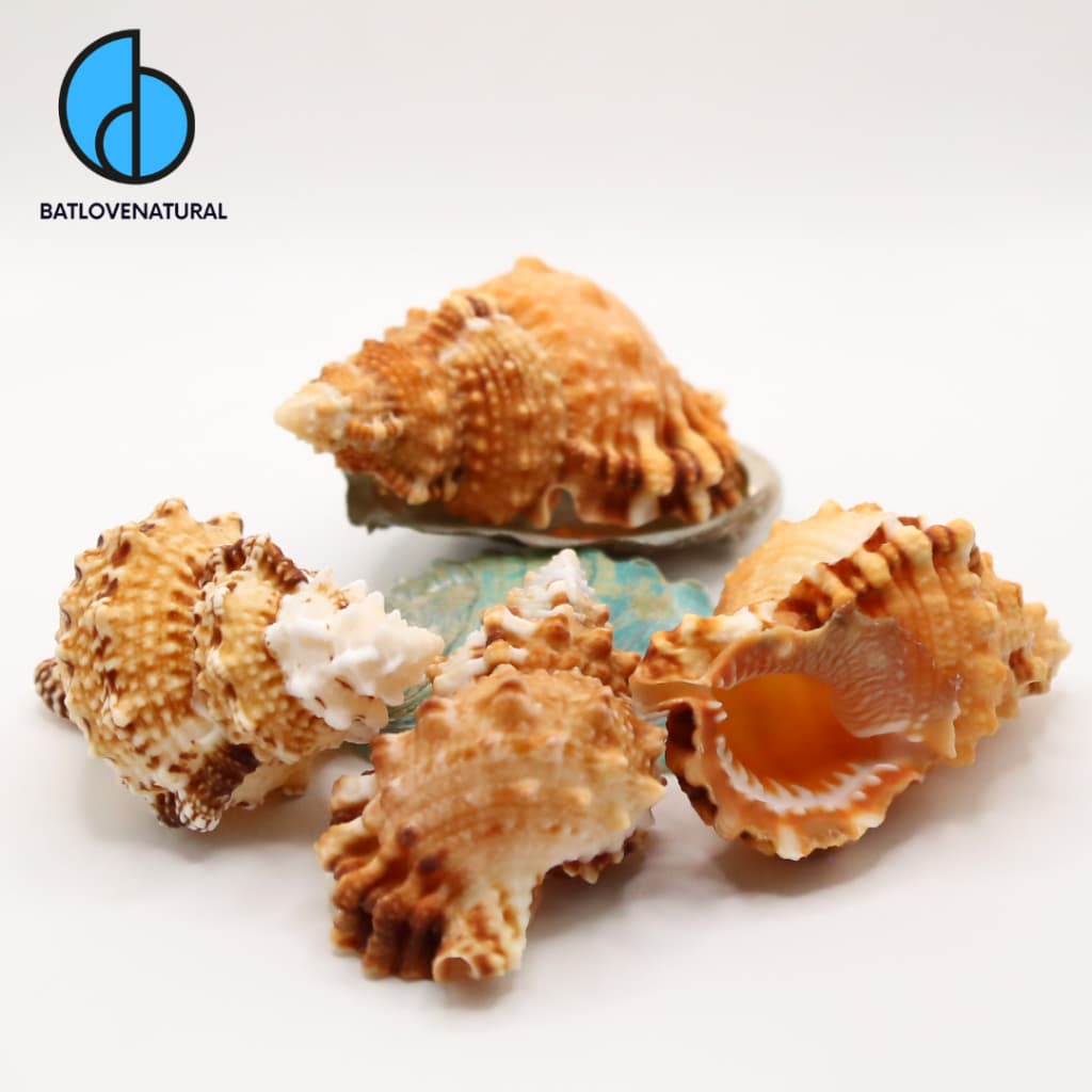 Vỏ ốc Tù Gai (Bufonaria) - Vỏ ốc mượn hồn - Vỏ ốc trang trí nhiều kích thước nhỏ vừa lớn