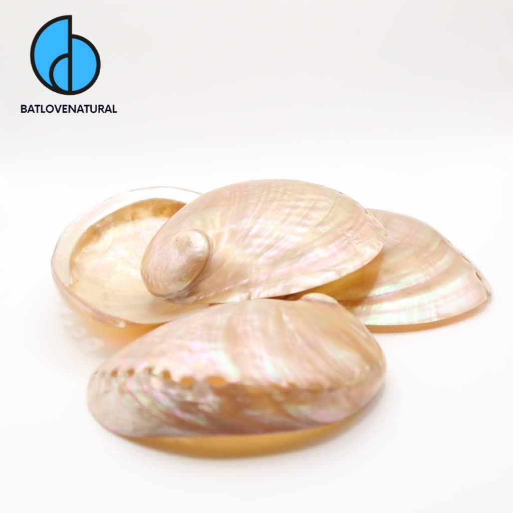 Đĩa Bào Ngư Mài Bóng 2 Mặt Sang Trọng - Đĩa ốc Rainbow -  Bát đốt trầm hương nhiều kích thước.
