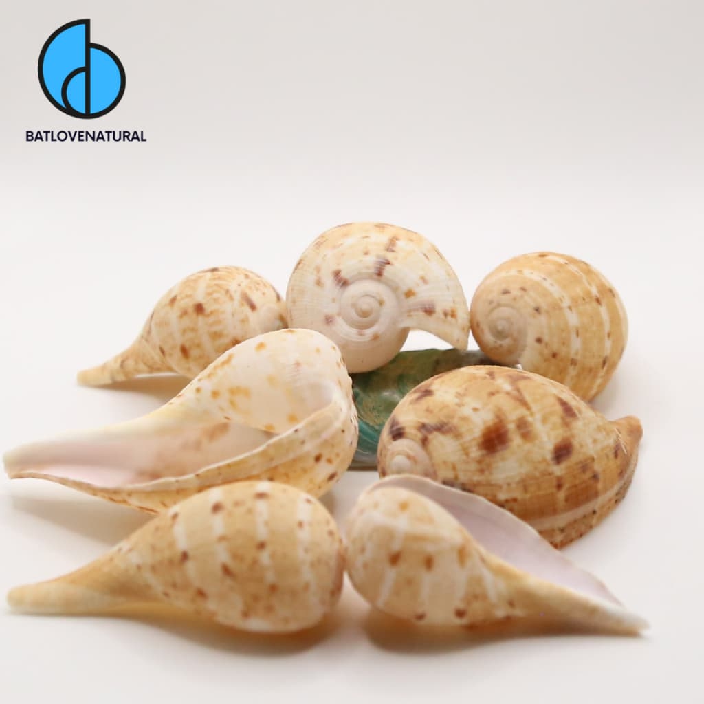 Vỏ ốc Muỗng - Vỏ ốc trang trí nhiều kích thước - Vỏ ốc đẹp