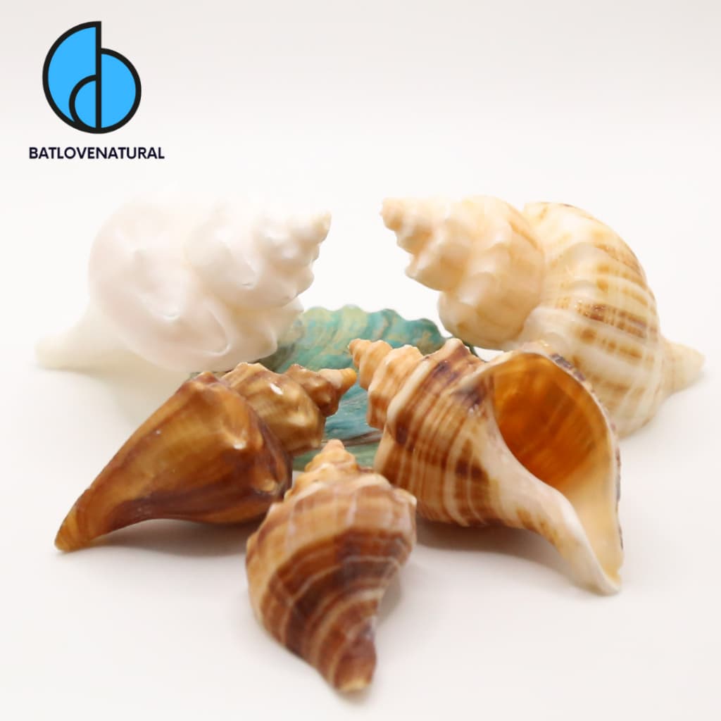 Vỏ ốc Sừng Cừu - Vỏ ốc mượn hồn - Vỏ ốc trang trí nhiều kích thước nhỏ vừa lớn