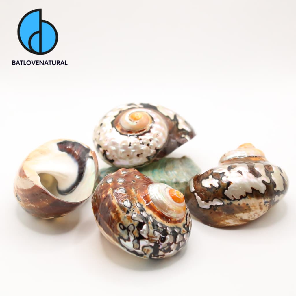 Vỏ ốc Sarmaticus - Vỏ ốc mượn hồn - Vỏ ốc trang trí nhiều kích thước nhỏ vừa lớn