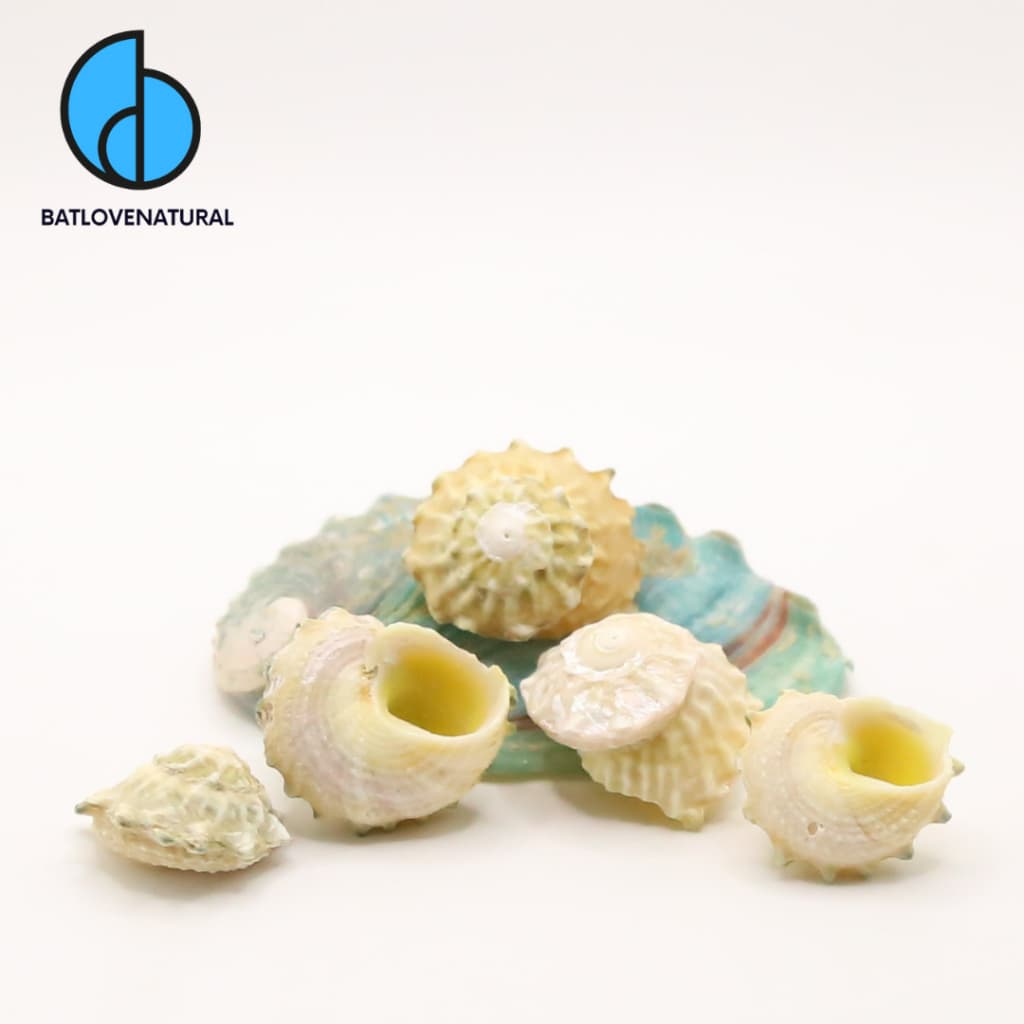 Vỏ ốc Ngọc Thạch - Vỏ ốc mượn hồn baby - Vỏ ốc trang trí nhiều kích thước nhỏ vừa lớn