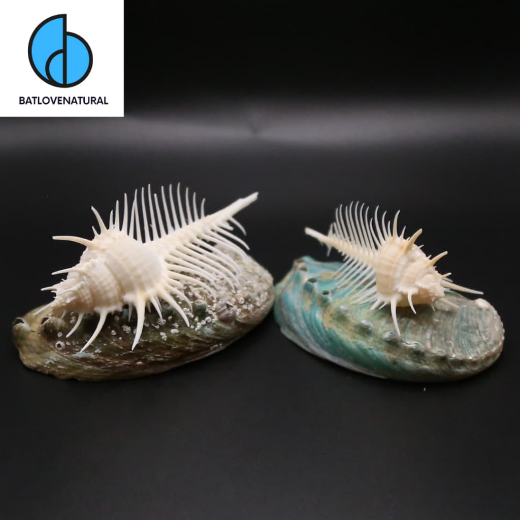 Vỏ ốc Murex Pecten - Vỏ ốc trang trí nhiều kích thước - Vỏ ốc đẹp
