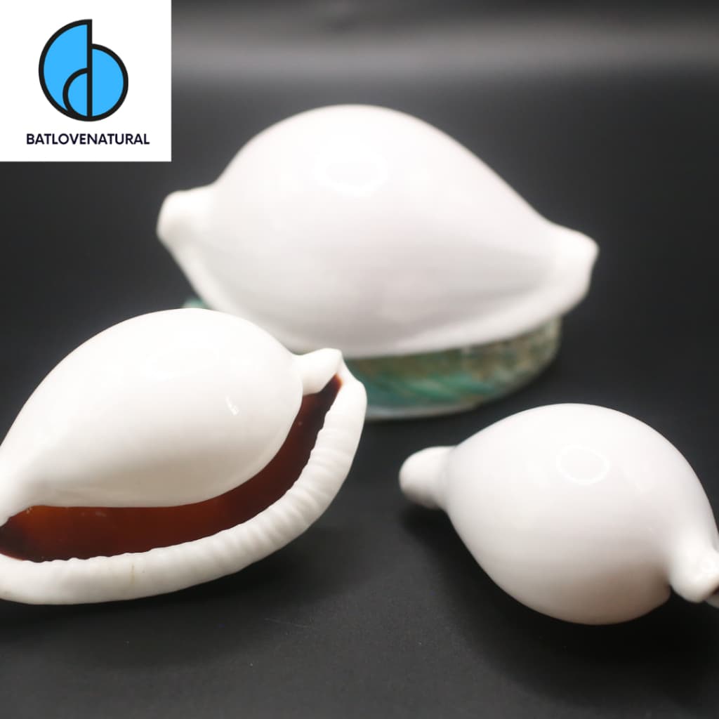 Vỏ ốc Cò - Vỏ ốc trang trí nhiều kích thước - Vỏ ốc đẹp