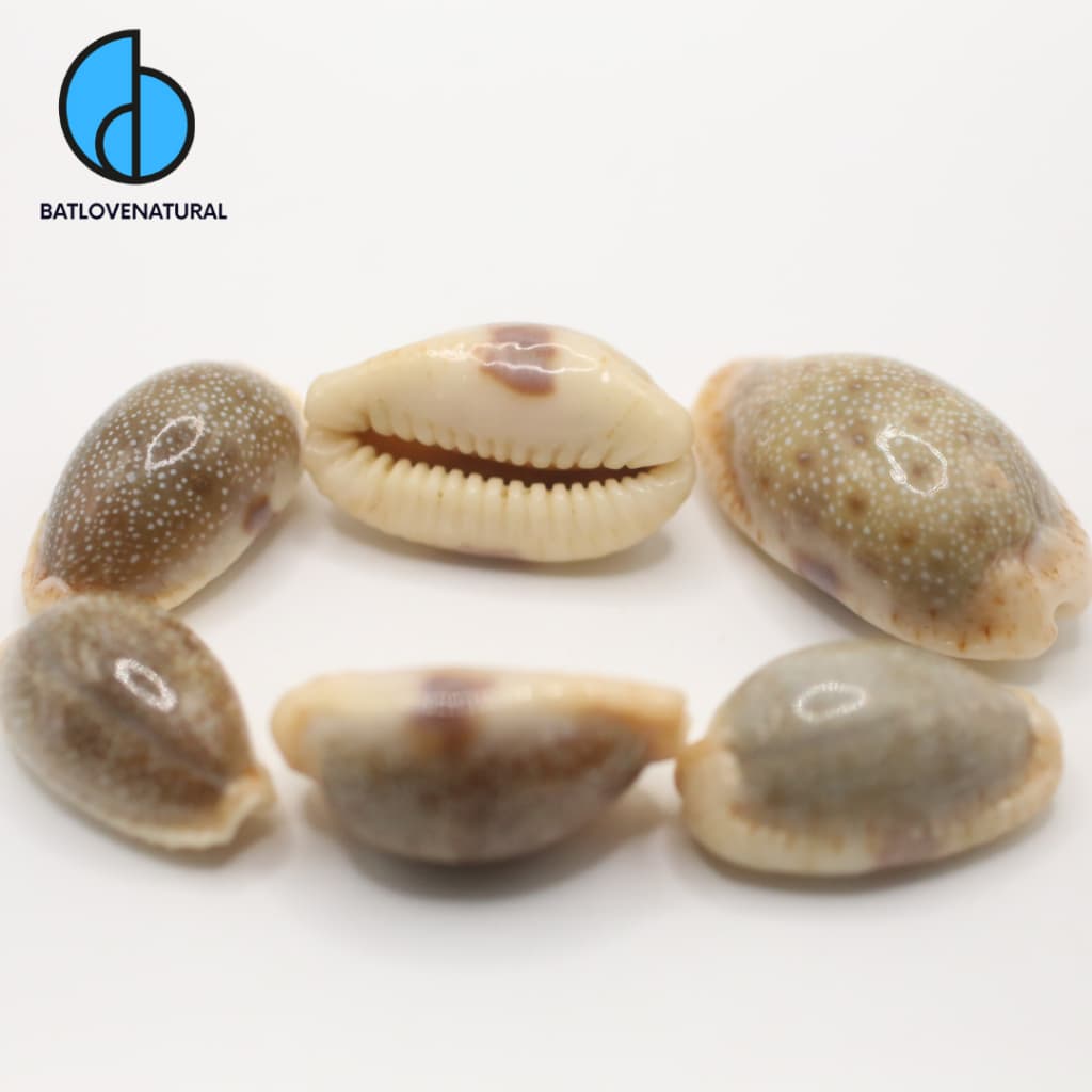 Combo vỏ ốc Naria Erosa (Vỏ ốc Nga) - Vỏ ốc trang trí nhiều kích thước nhỏ vừa lớn - Vỏ ốc đẹp