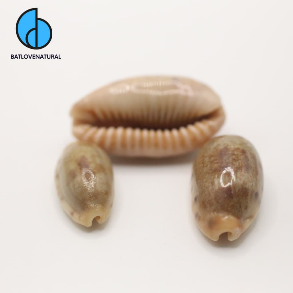 Vỏ ốc Cypraea Caurica (Vỏ ốc Nga) - Vỏ ốc trang trí nhiều kích thước nhỏ vừa lớn - Vỏ ốc đẹp