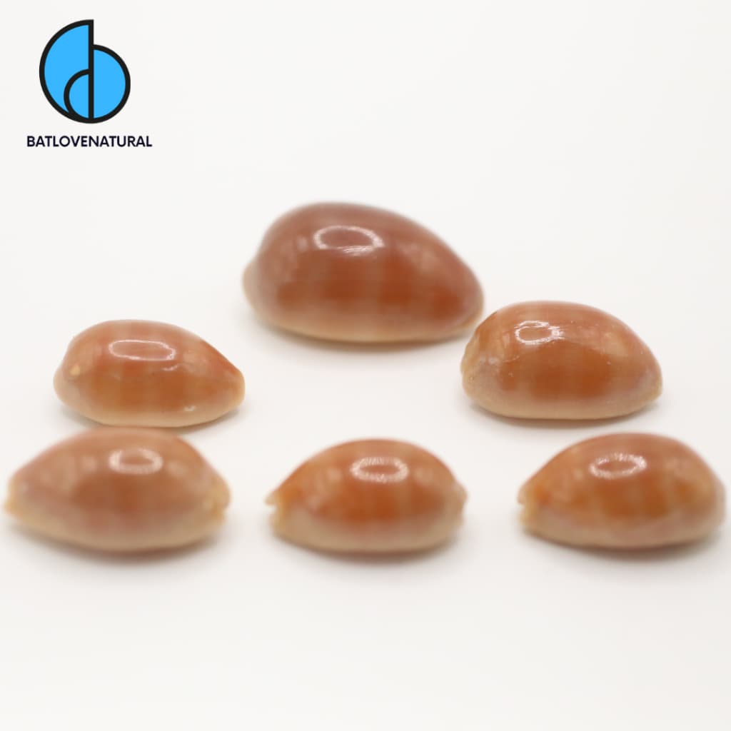 Vỏ ốc Nga Cam Miệng Tím - Vỏ ốc trang trí nhiều kích thước nhỏ vừa lớn - Vỏ ốc đẹp