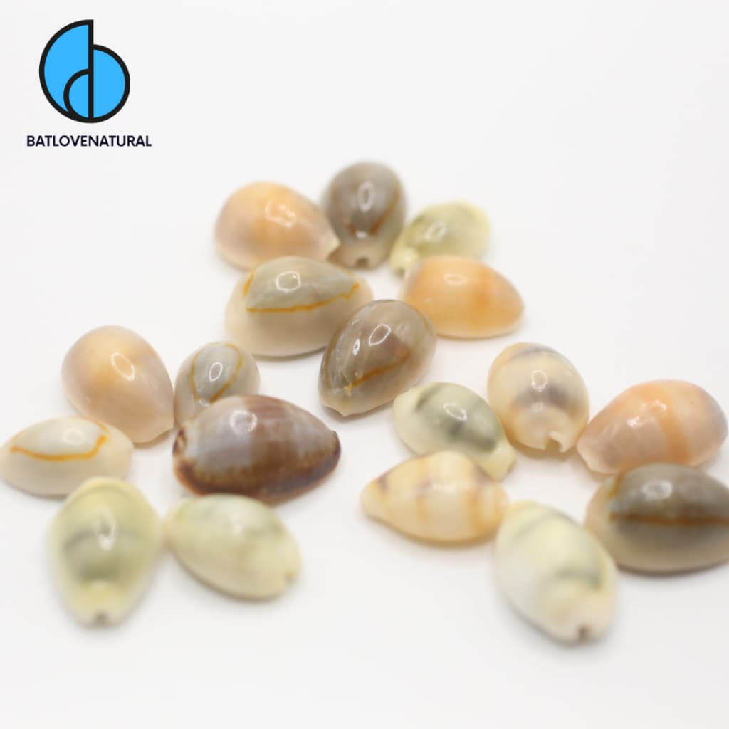 Vỏ ốc Nga nhỏ nhiều loại - Vỏ ốc trang trí nhiều kích thước nhỏ vừa lớn - Vỏ ốc đẹp