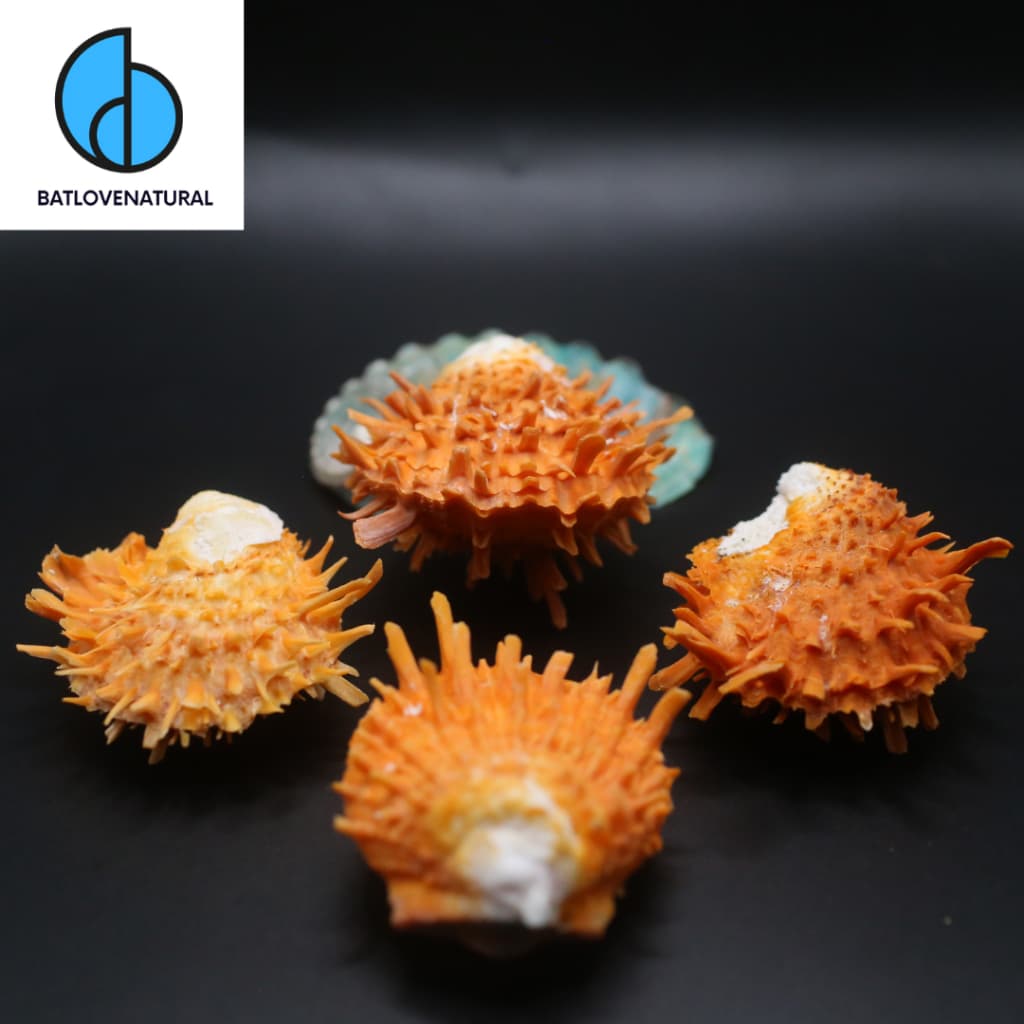 Vỏ Sò Gai Cam - Vỏ ốc trang trí nhiều kích thước - Vỏ ốc đẹp