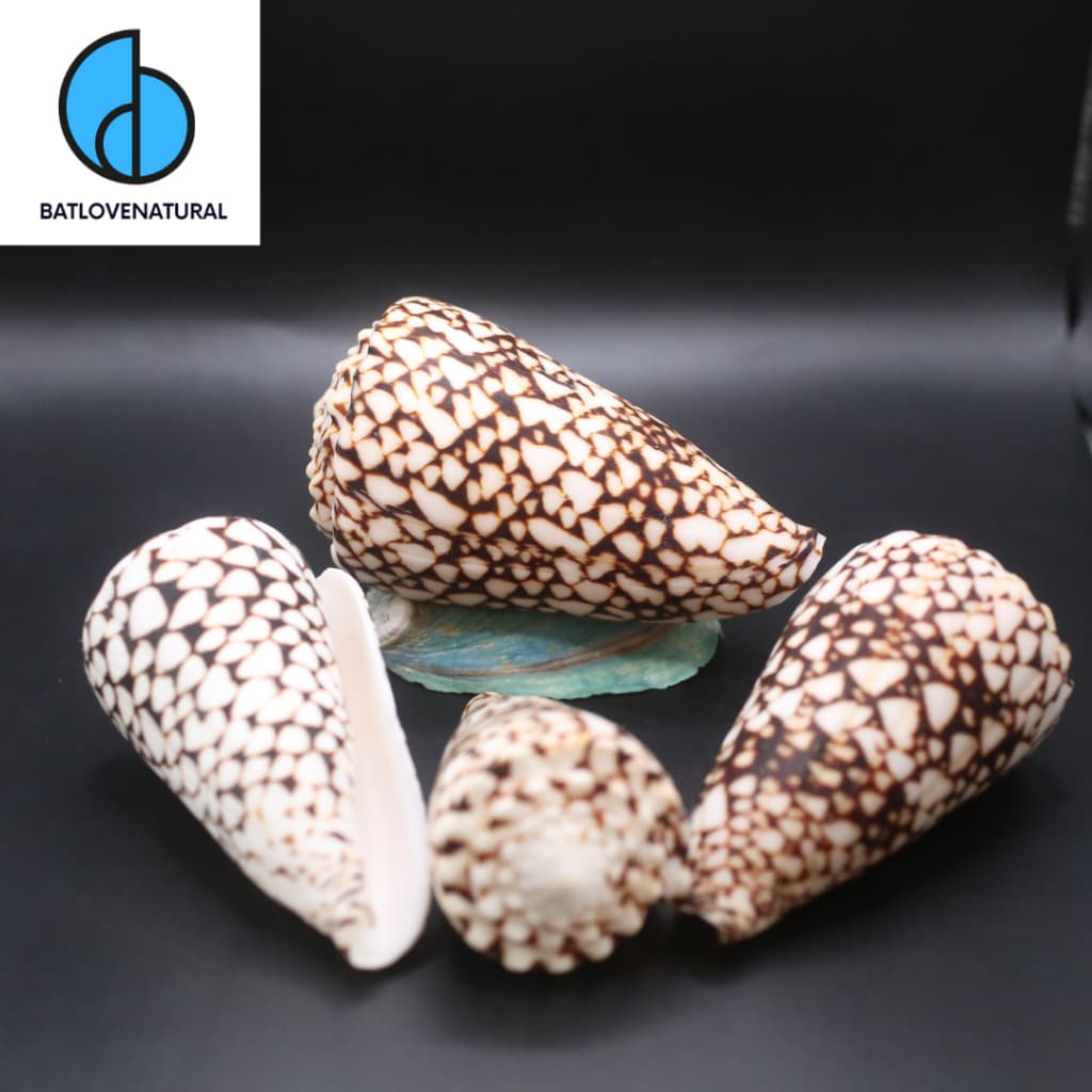 Vỏ ốc Cối Tim - Vỏ ốc trang trí nhiều kích thước - Vỏ ốc đẹp