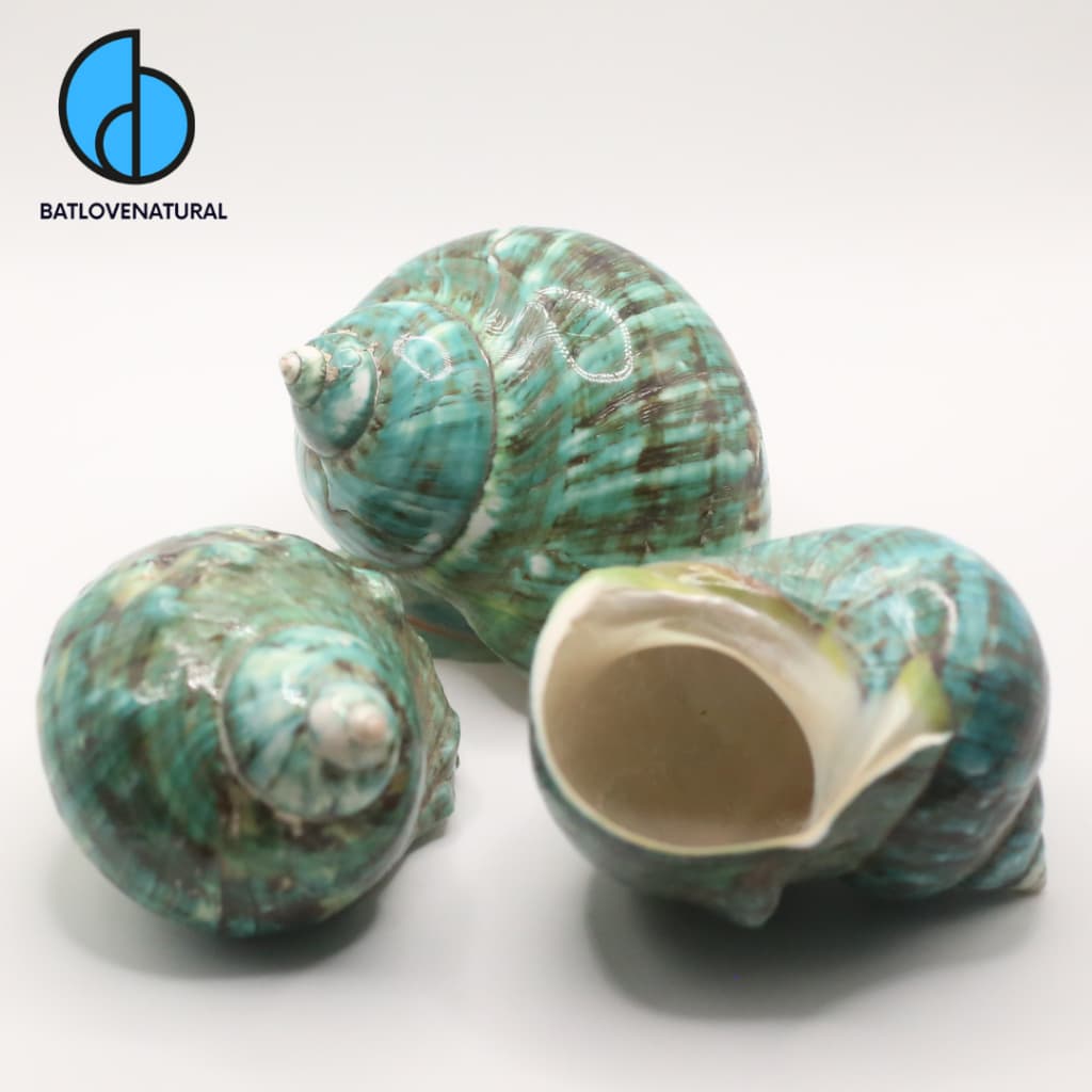 Vỏ ốc Xà Cừ Khảm Xanh Khổng Lồ - Vỏ ốc mượn hồn - Vỏ ốc trang trí nhiều kích thước.