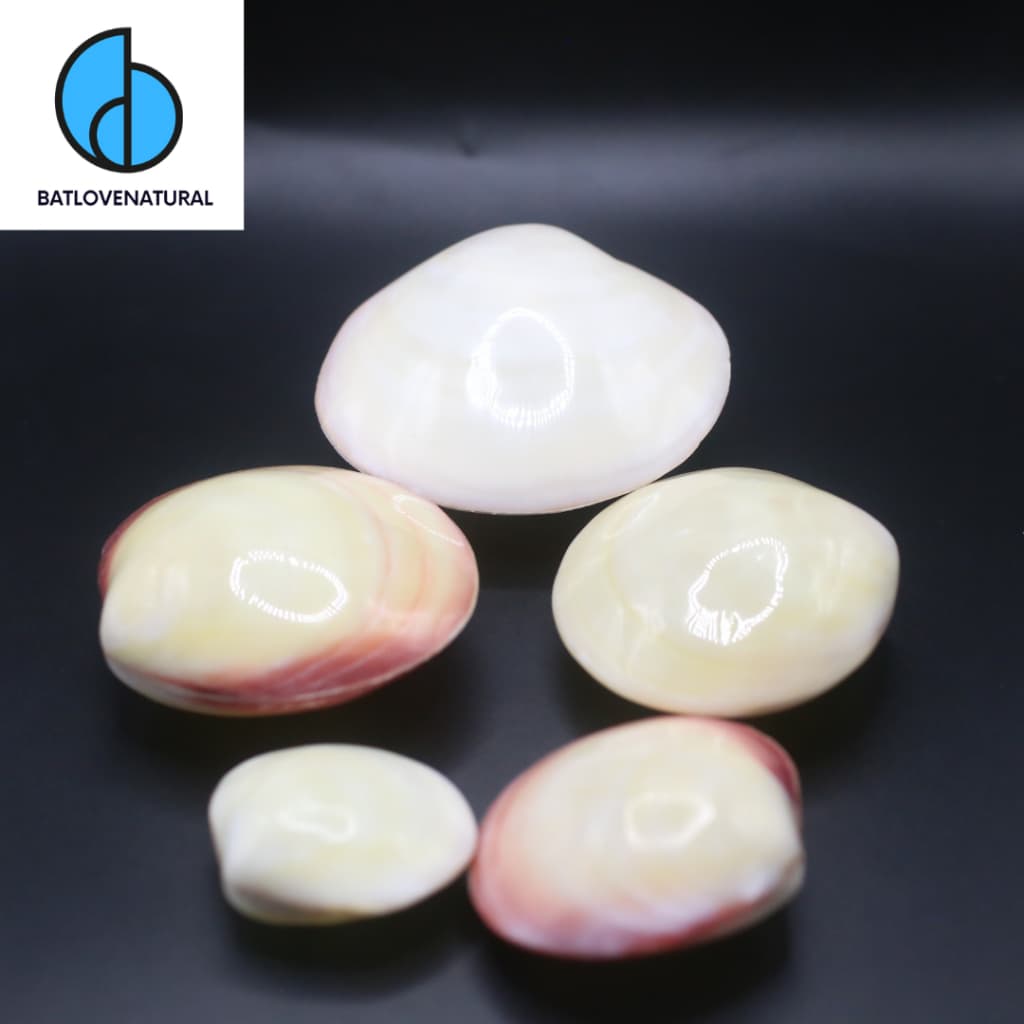 Vỏ Sò Hồng Trắng - Vỏ ốc trang trí nhiều kích thước - Vỏ ốc đẹp