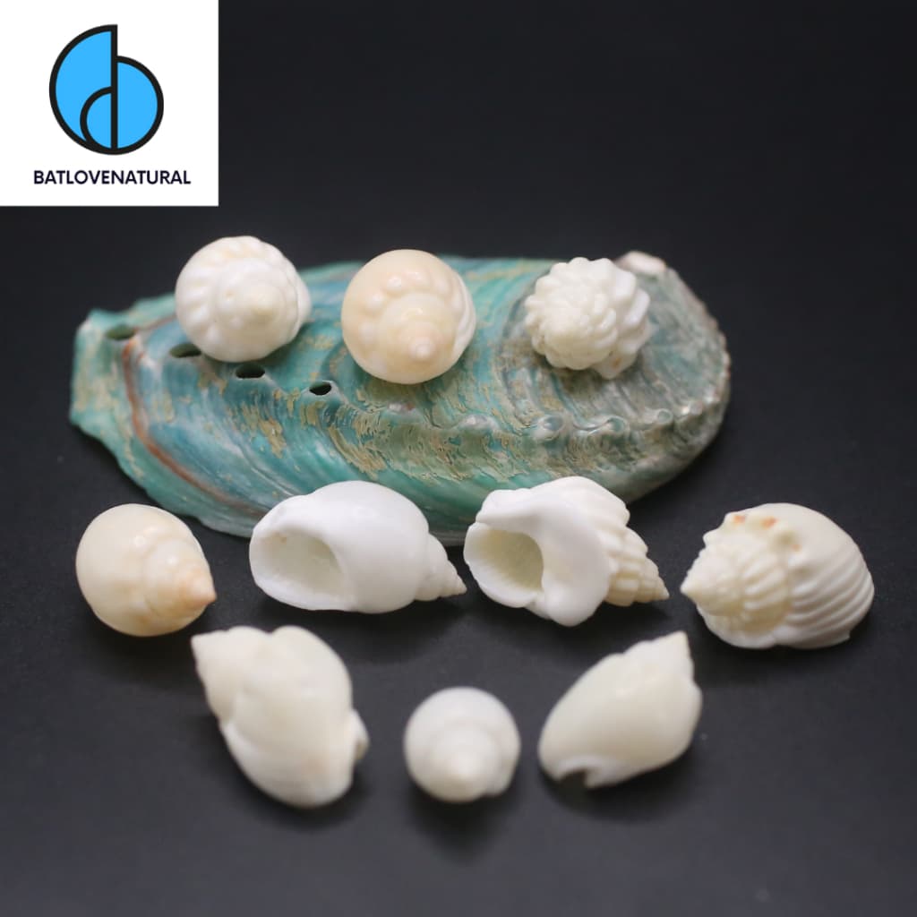 Vỏ ốc Nassarius Arcularius - Vỏ ốc mượn hồn - Vỏ ốc trang trí nhiều kích thước nhỏ vừa lớn