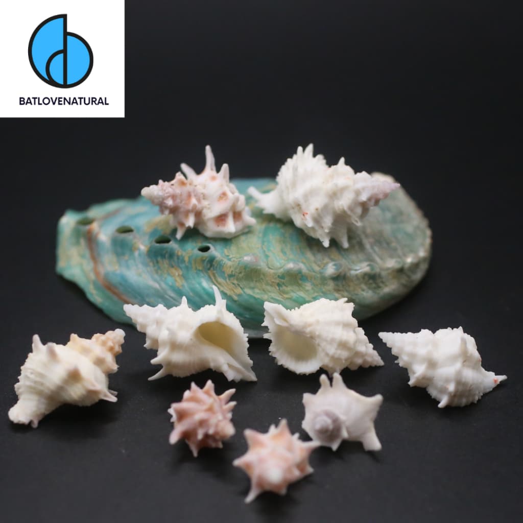 Vỏ ốc Babelomurex - Vỏ ốc mượn hồn - Vỏ ốc trang trí nhiều kích thước nhỏ vừa lớn · Ảnh 1