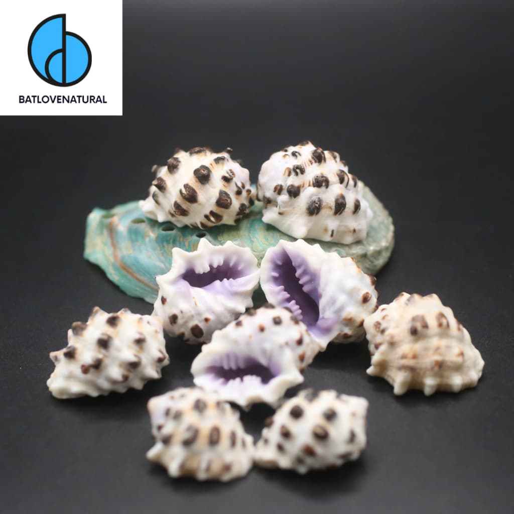 Vỏ ốc Purple Drupa Morum - Vỏ ốc trang trí nhiều kích thước nhỏ vừa lớn - Vỏ ốc đẹp