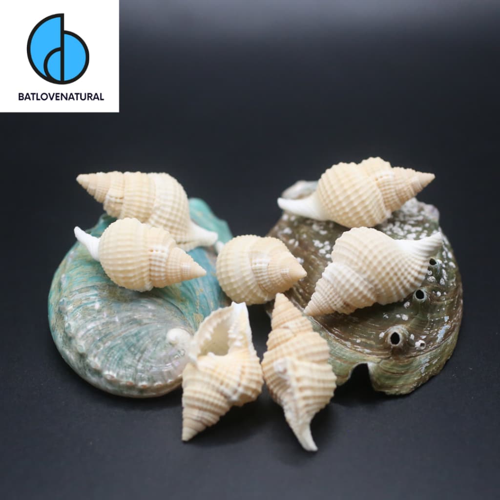Vỏ ốc Distorsio Reticulatus - Vỏ ốc trang trí nhiều kích thước nhỏ vừa lớn - Vỏ ốc đẹp