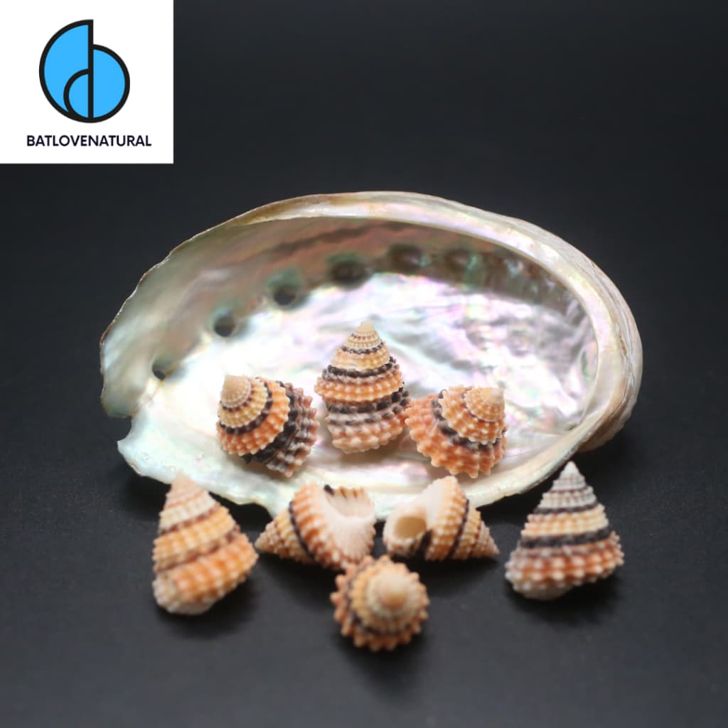 Vỏ ốc Tectarius Coronatus - Vỏ ốc mượn hồn - Vỏ ốc trang trí nhiều kích thước nhỏ vừa lớn
