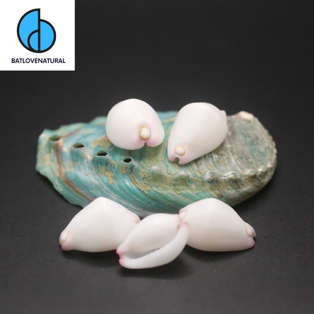 Vỏ ốc Calpurnus Verrucosus - Vỏ ốc trang trí  - Vỏ ốc đẹp