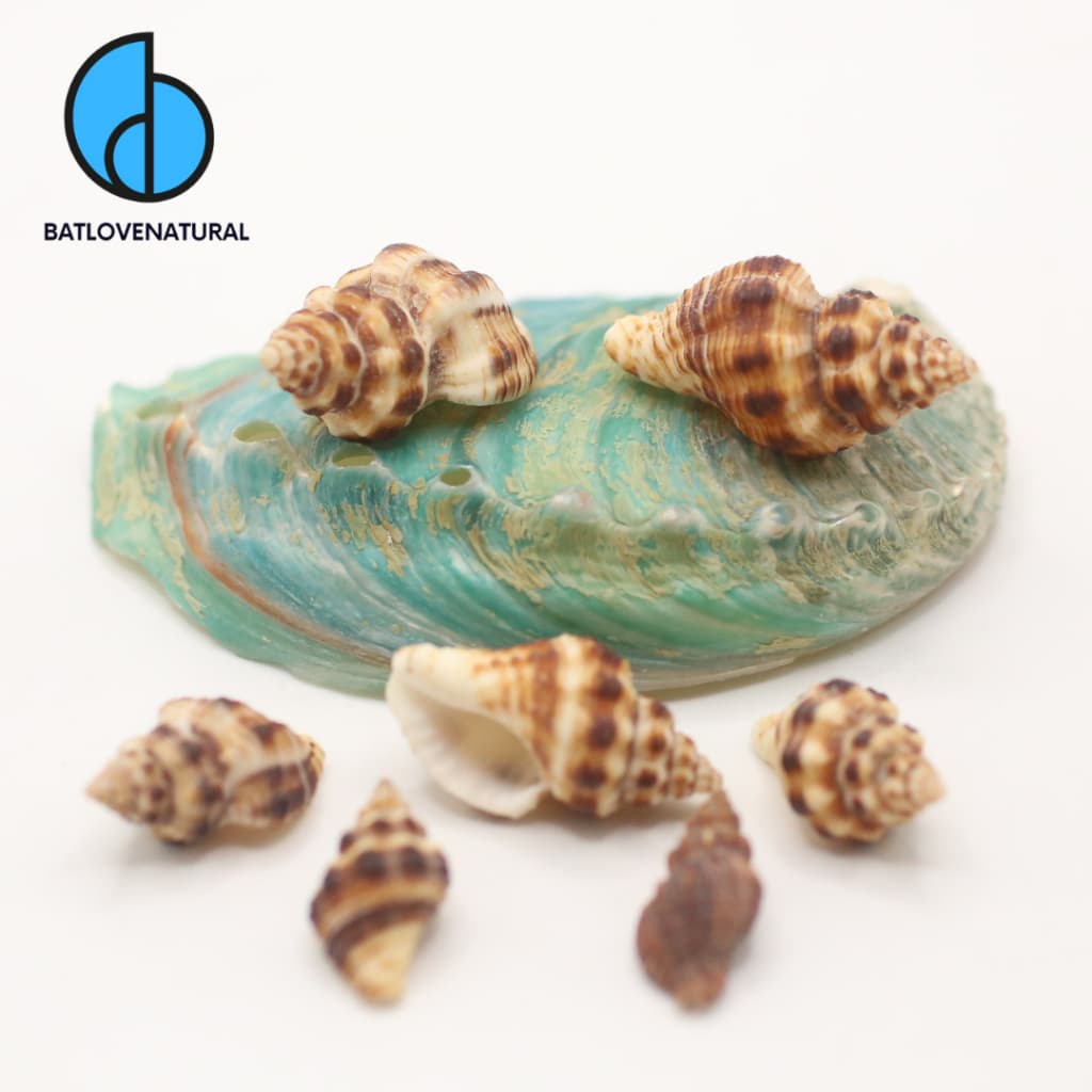 Vỏ ốc Austrofusus Glans - Vỏ ốc mượn hồn - Vỏ ốc trang trí nhiều kích thước nhỏ vừa lớn · Ảnh 1