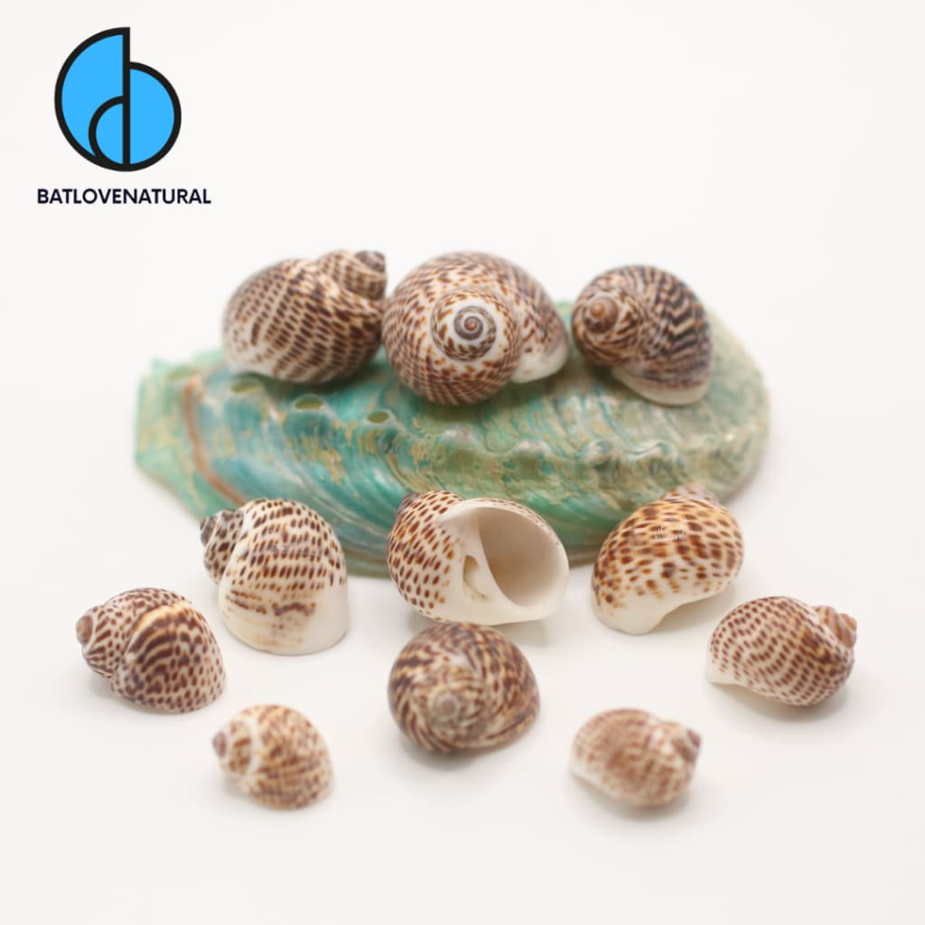 Vỏ ốc Natica Tigrina - Vỏ ốc mượn hồn - Vỏ ốc trang trí nhiều kích thước nhỏ vừa lớn