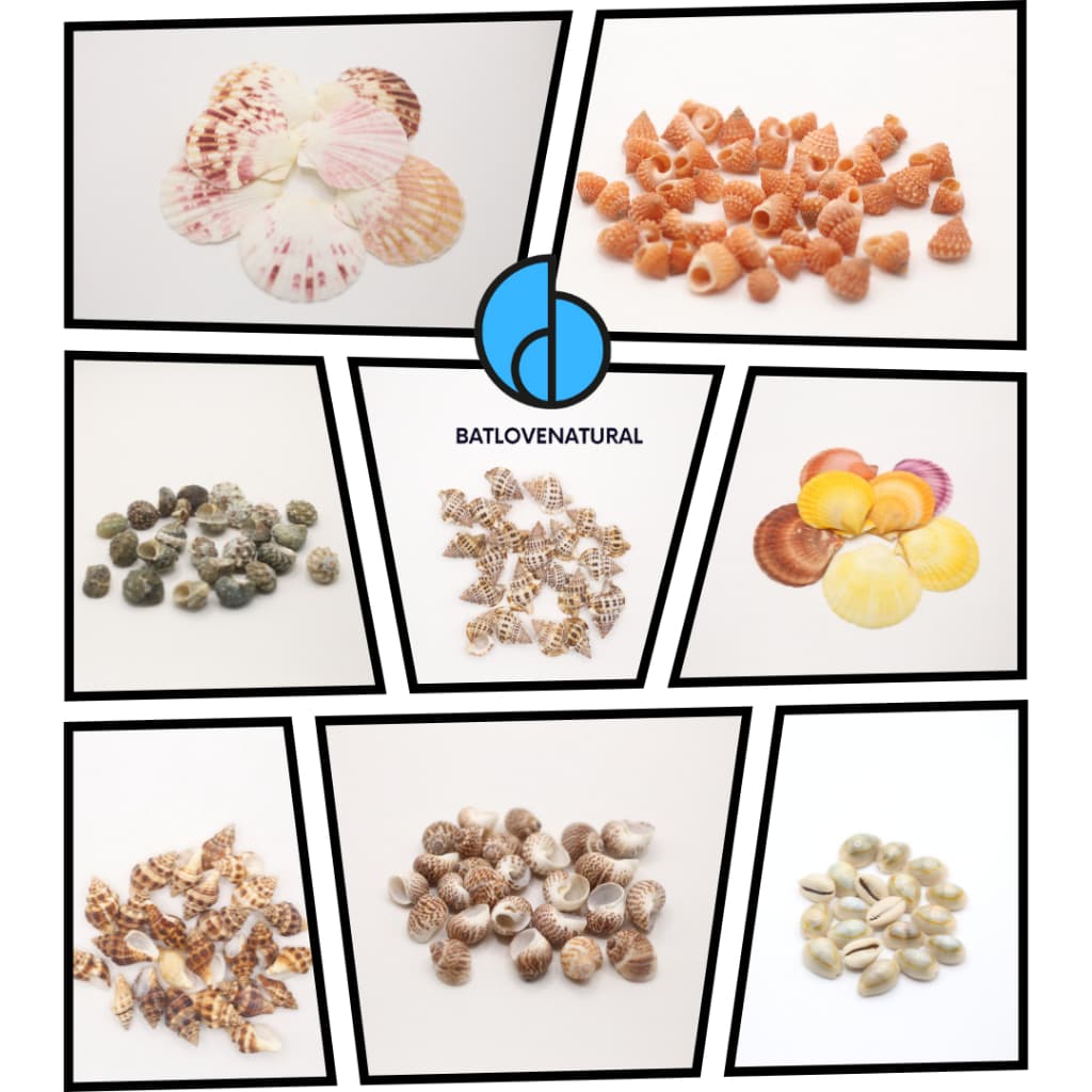 Combo Vỏ Sò, Vỏ Ốc - DIY - Phụ kiện trang trí - Vỏ ốc, vỏ sò trang trí nhiều kích thước - Vỏ sò ốc đẹp