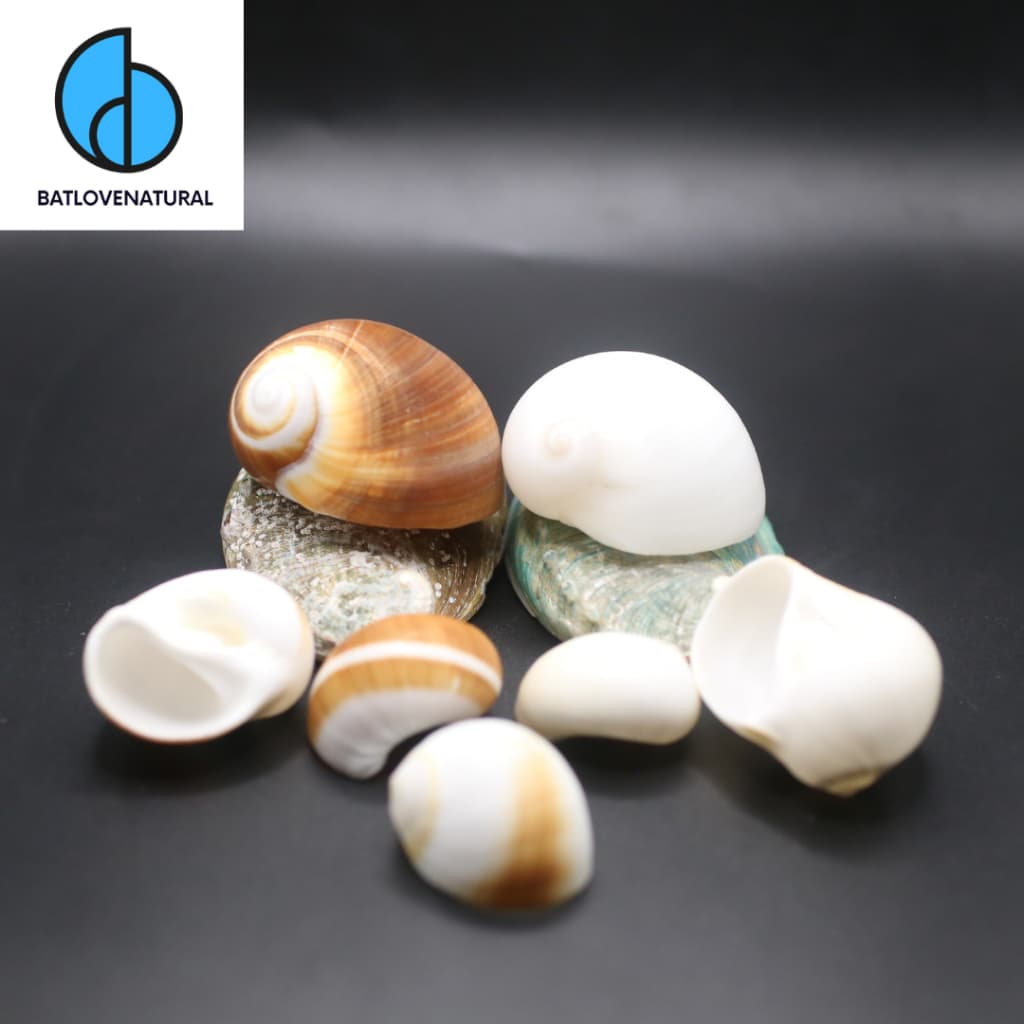 Vỏ ốc Moon Snail - Vỏ ốc mượn hồn - Vỏ ốc trang trí nhiều kích thước.