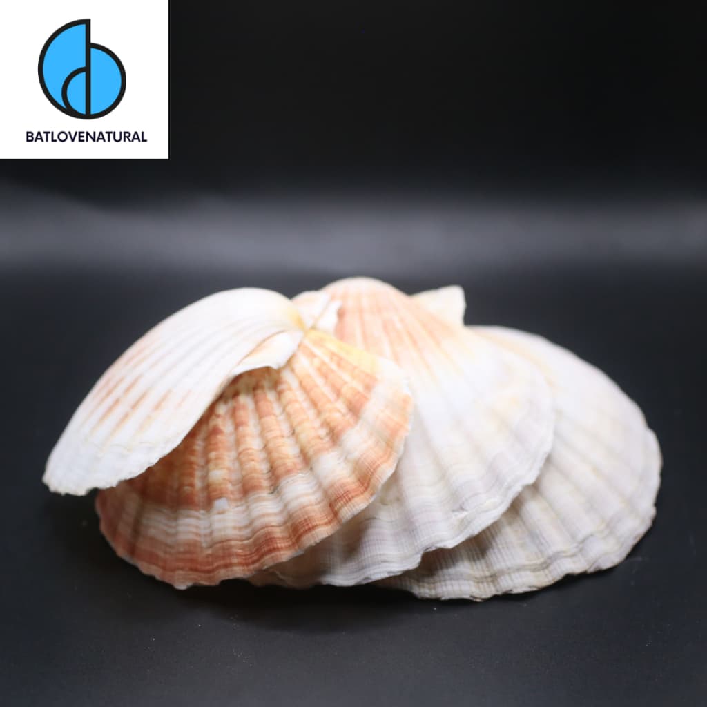 Vỏ Sò Điệp Nhật Khổng Lồ - Vỏ sò trang trí nhiều kích thước - Vỏ ốc vỏ sò đẹp