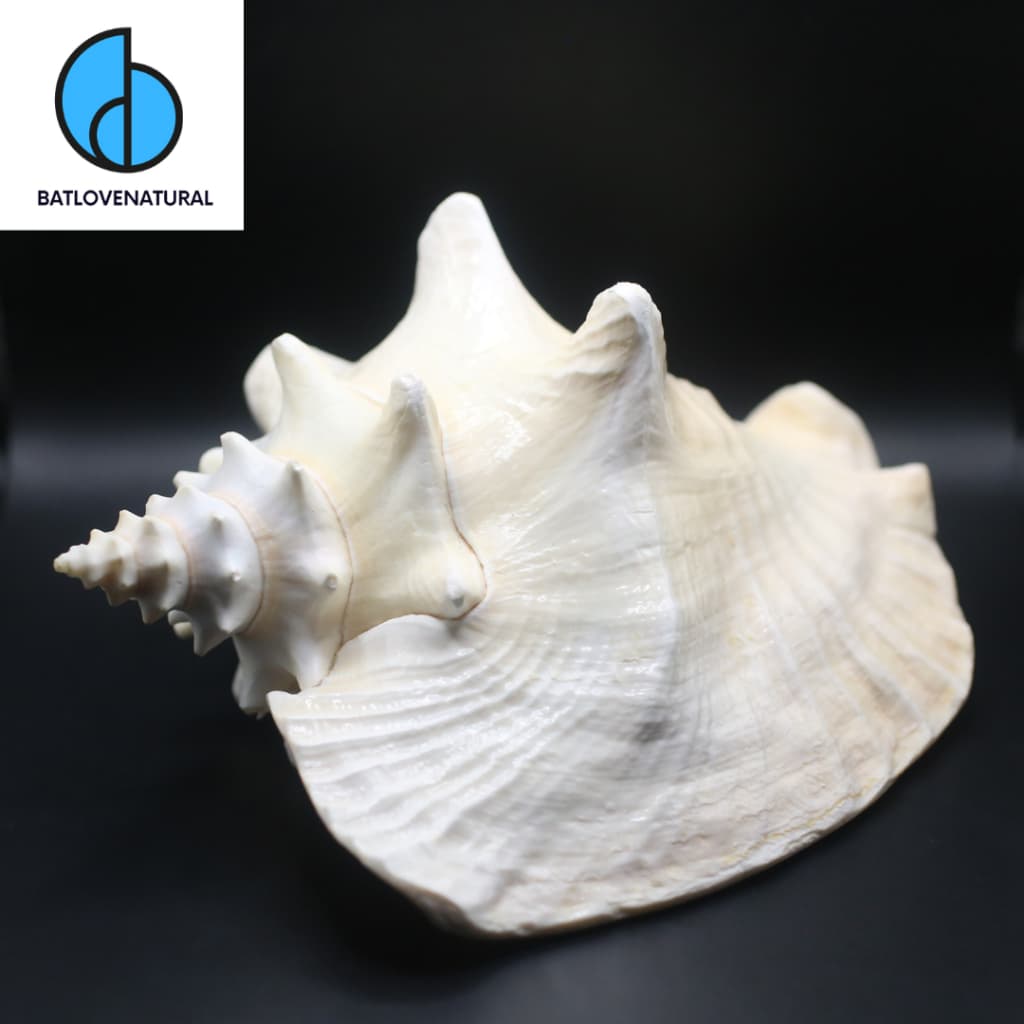 Vỏ ốc Bẹ Hồng Khổng Lồ - Vỏ ốc trang trí nhiều kích thước - Vỏ ốc đẹp · Ảnh 1