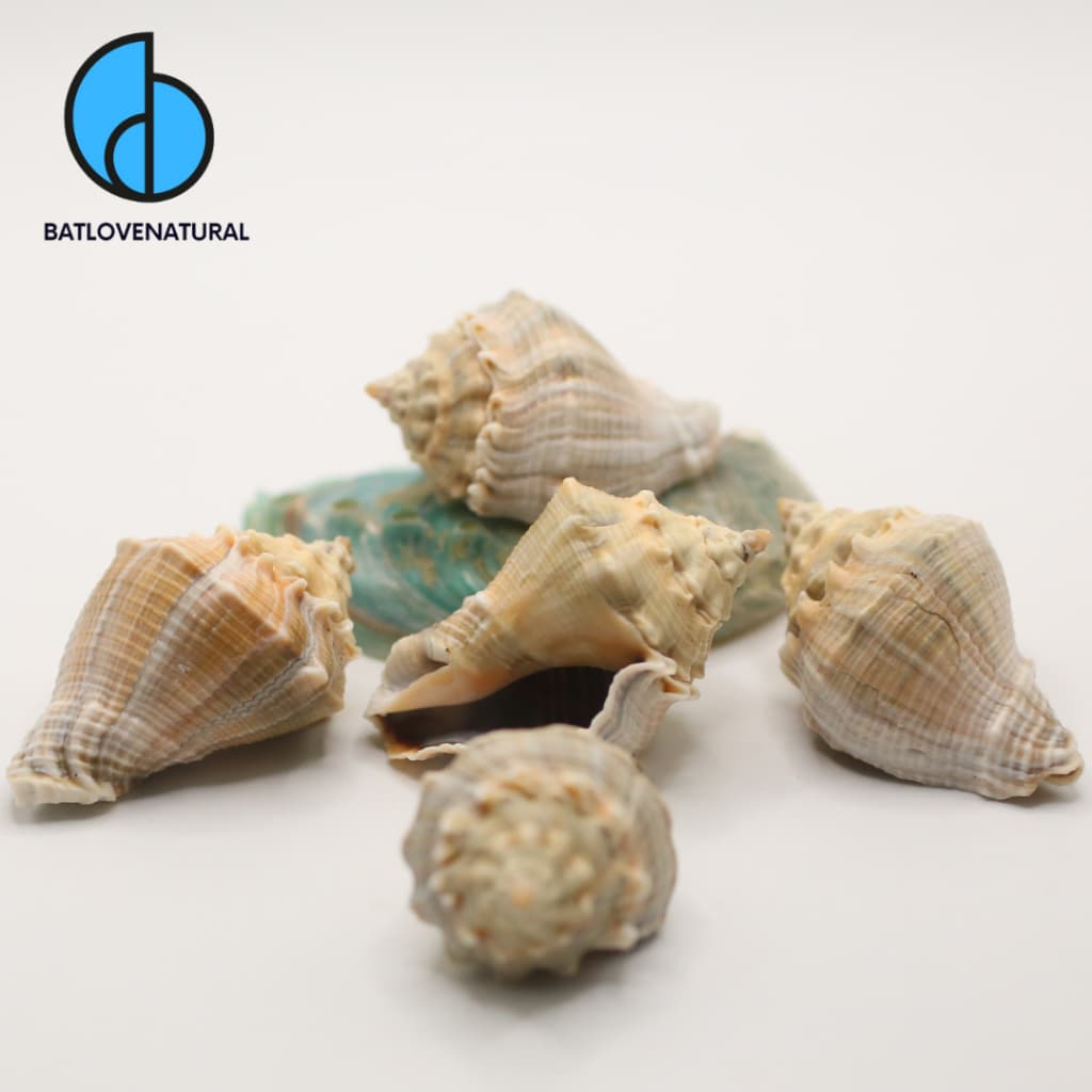 Vỏ ốc Volema Myristica - Ốc mượn hồn - Vỏ ốc trang trí nhiều kích thước nhỏ vừa lớn · Ảnh 1