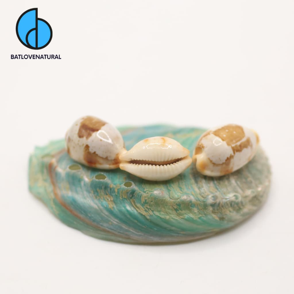 Vỏ ốc Bistolida Stolida - Vỏ ốc trang trí nhiều kích thước nhỏ vừa lớn - Vỏ ốc đẹp