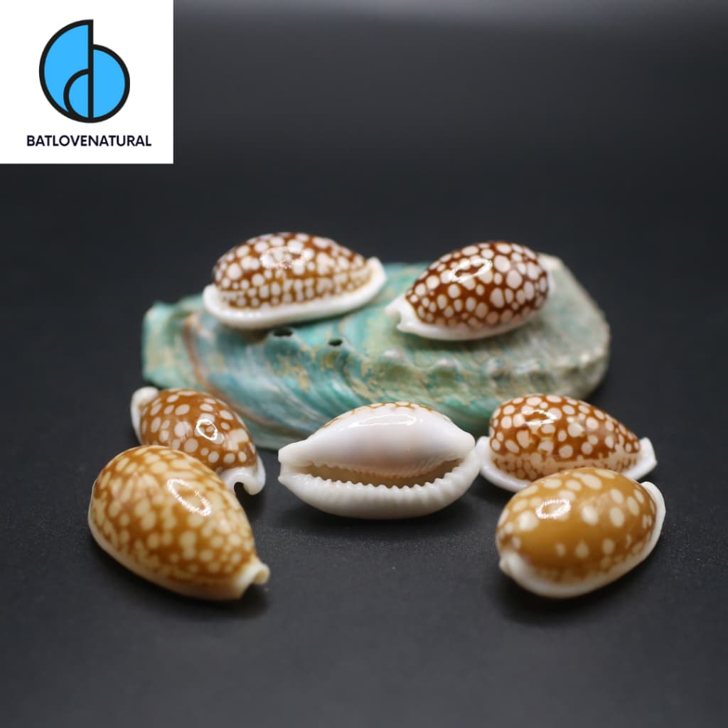Vỏ ốc Cypraea Cribraria - Vỏ ốc trang trí nhiều kích thước - Vỏ ốc đẹp