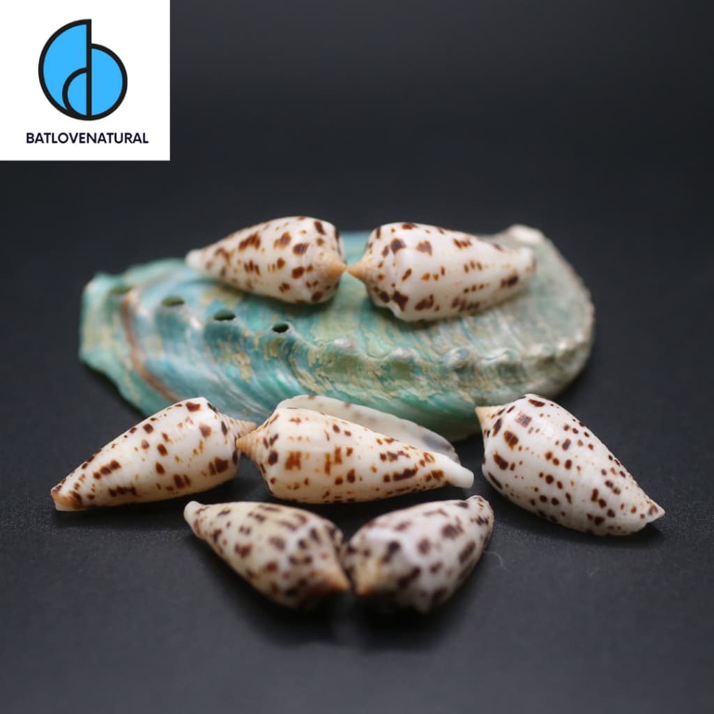 Vỏ Conus Blanfordianus - Vỏ ốc trang trí nhiều kích thước - Vỏ ốc đẹp · Ảnh 1