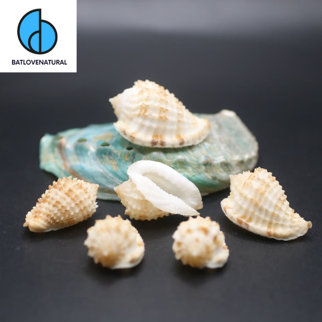 Vỏ ốc Morum Watanabei - Vỏ ốc trang trí nhiều kích thước - Vỏ ốc đẹp