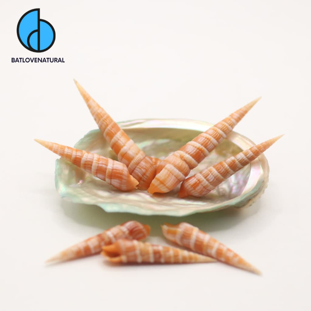 Vỏ ốc Terebra - Vỏ ốc trang trí nhiều kích thước - Vỏ ốc đẹp
