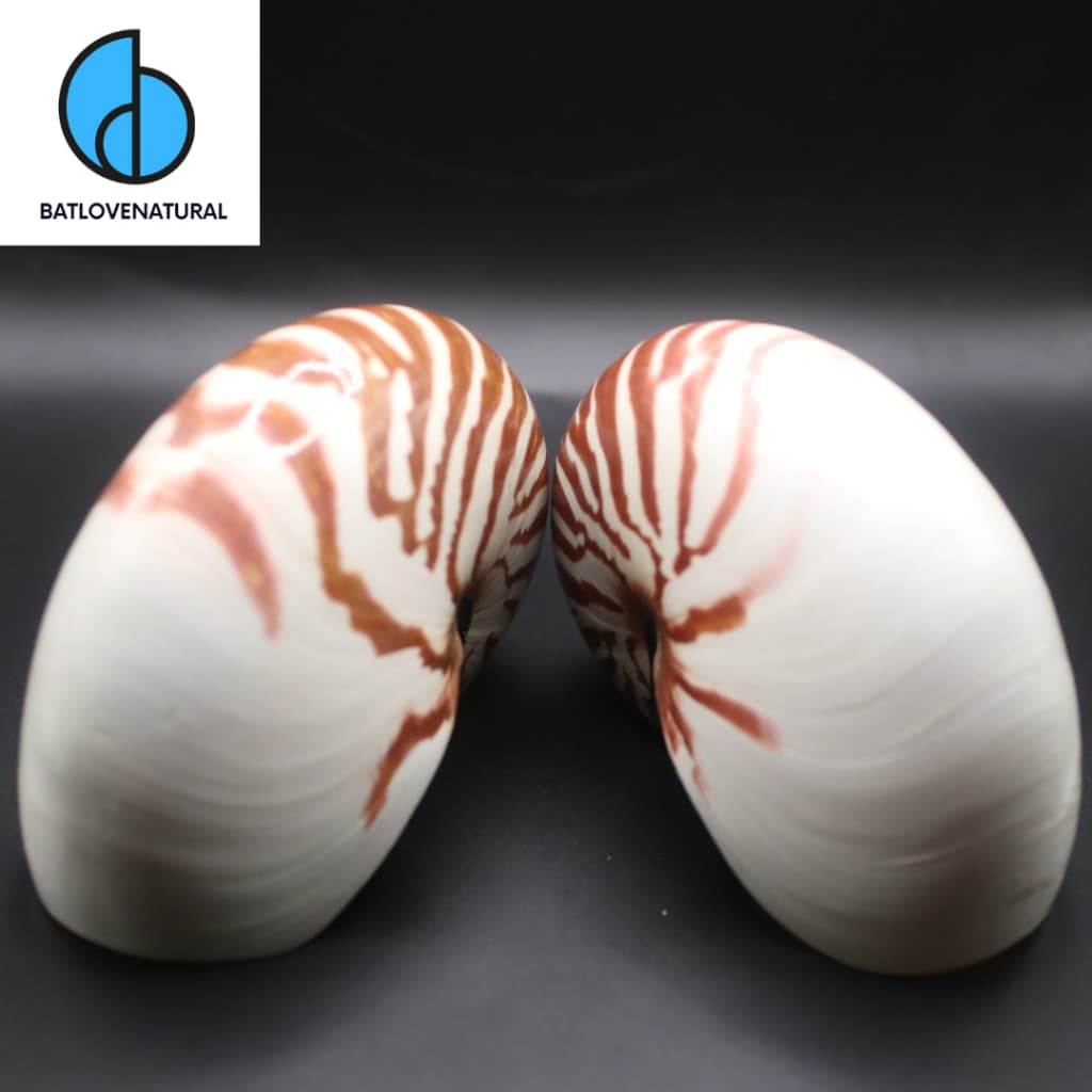 Vỏ ốc Anh Vũ (Chambered Nautilus) - Vỏ ốc trang trí nhiều kích thước - Vỏ ốc đẹp