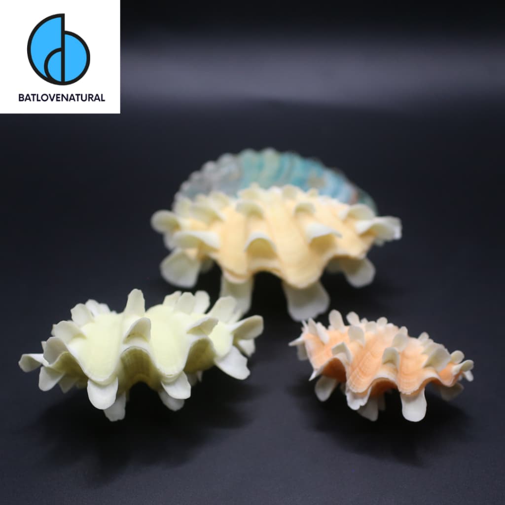 Vỏ Sò Tridacna Squamosa - Vỏ ốc trang trí nhiều kích thước - Vỏ ốc đẹp · Ảnh 1
