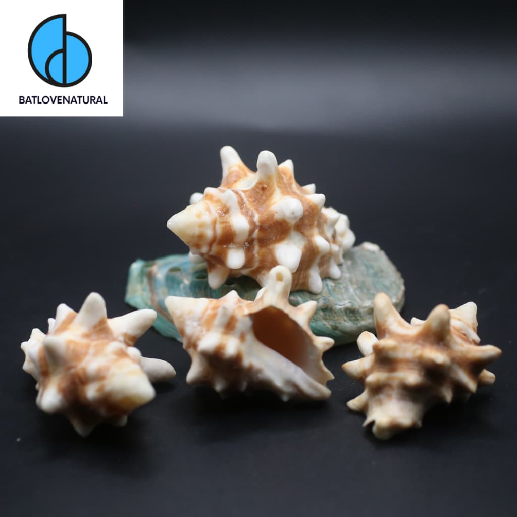 Vỏ ốc Mancinella Armigera - Vỏ ốc mượn hồn - Vỏ ốc trang trí nhiều kích thước nhỏ vừa lớn · Ảnh 1
