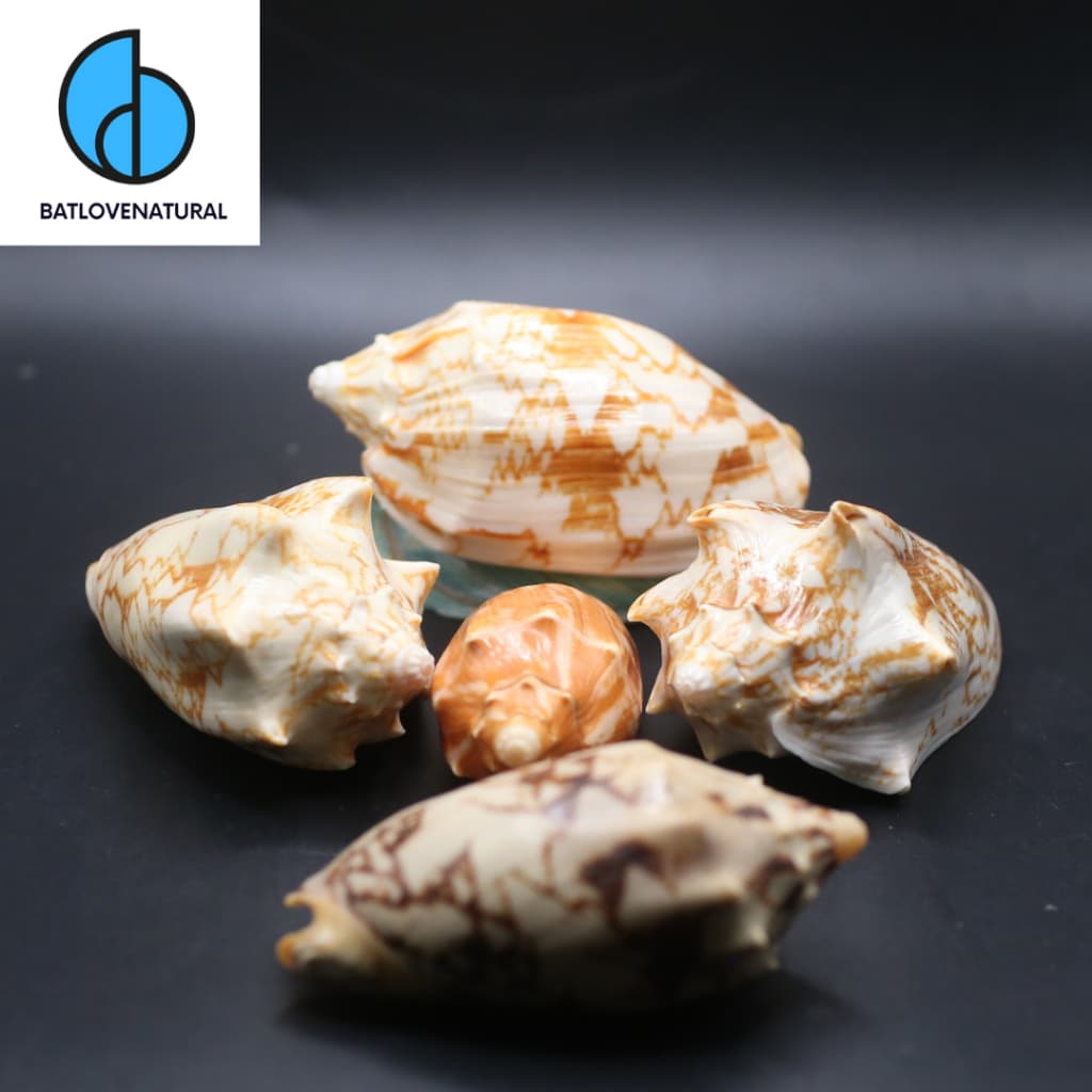 Vỏ ốc Cymbiola - Vỏ ốc trang trí nhiều kích thước nhỏ vừa lớn - Vỏ ốc đẹp
