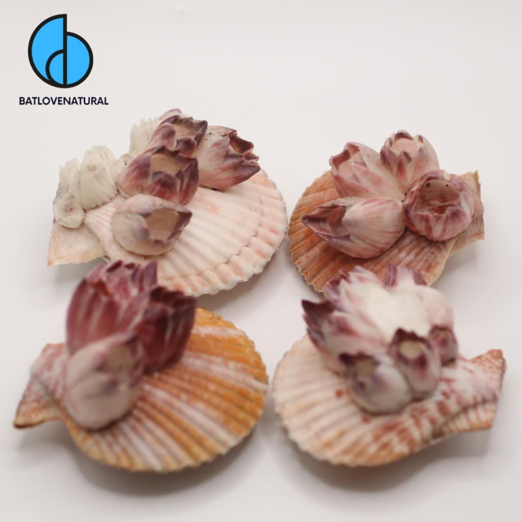 Vỏ Pecten Nobilis Barnacle - Vỏ ốc trang trí nhiều kích thước - Vỏ ốc đẹp