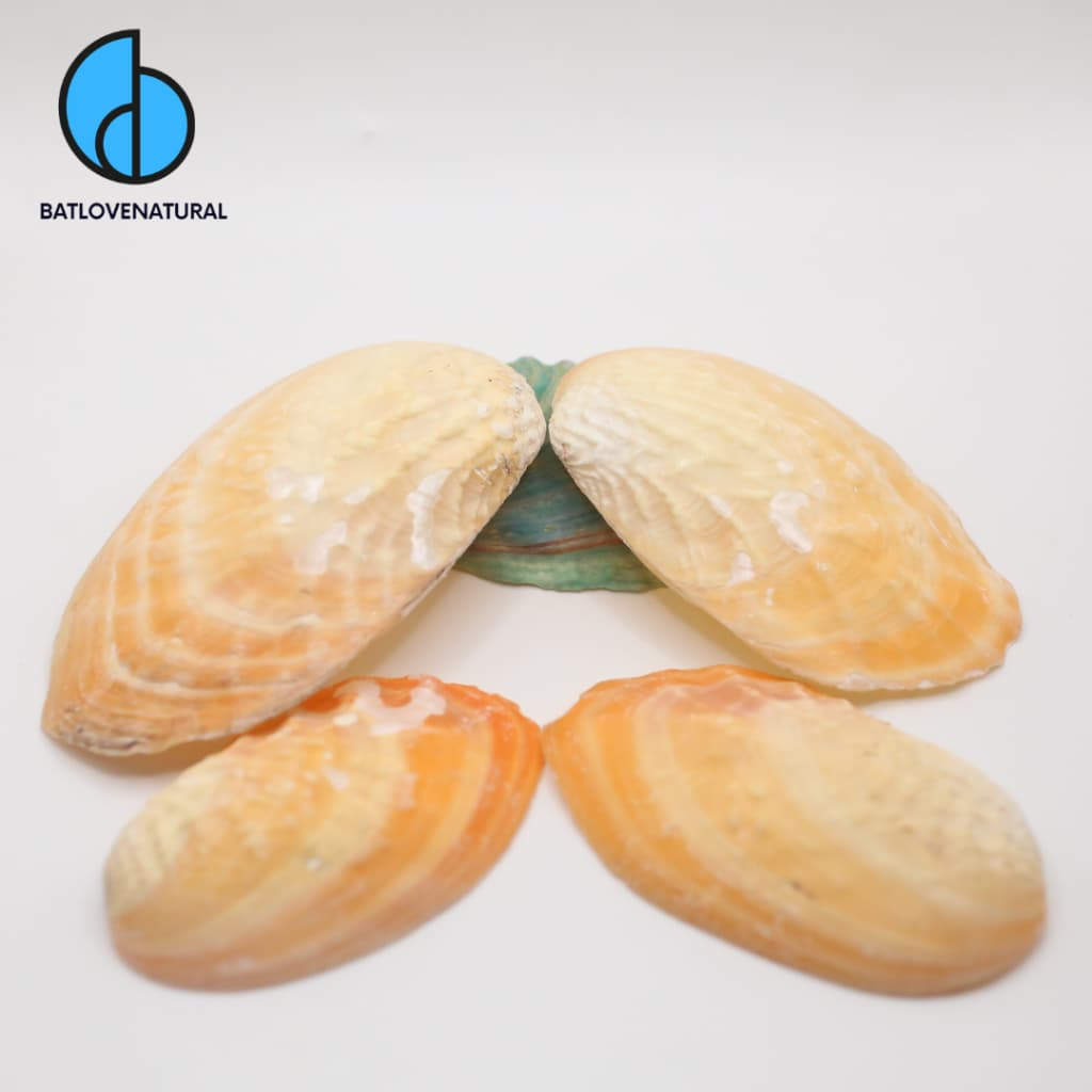 Vỏ Orange Clam Shell - Vỏ ốc vỏ sò trang trí - Vỏ ốc đẹp