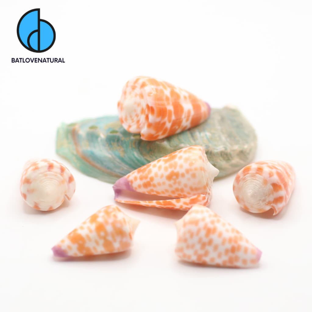 Vỏ Conus Tessulatus (Vỏ ốc Cối Cam) - Vỏ ốc trang trí - Vỏ ốc đẹp