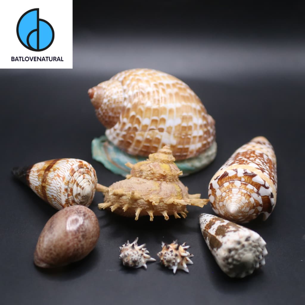 (Update On Seashells 5) Vỏ Ốc Số Lượng Giới Hạn - Vỏ Ốc Trang Trí Nhà Cửa - Vỏ Ốc Đẹp