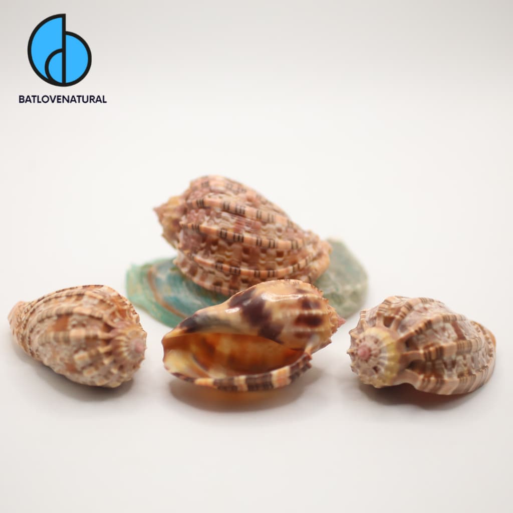 Vỏ ốc Harpa Harpa - Vỏ ốc mượn hồn - Vỏ ốc trang trí nhiều kích thước nhỏ vừa lớn