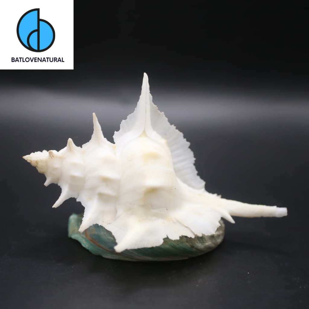 Vỏ ốc Alabaster Murex - Vỏ ốc trang trí nhà cửa -  Vỏ ốc đẹp
